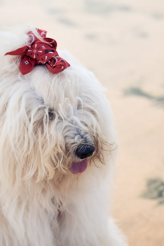 Червона бандана Summer '25